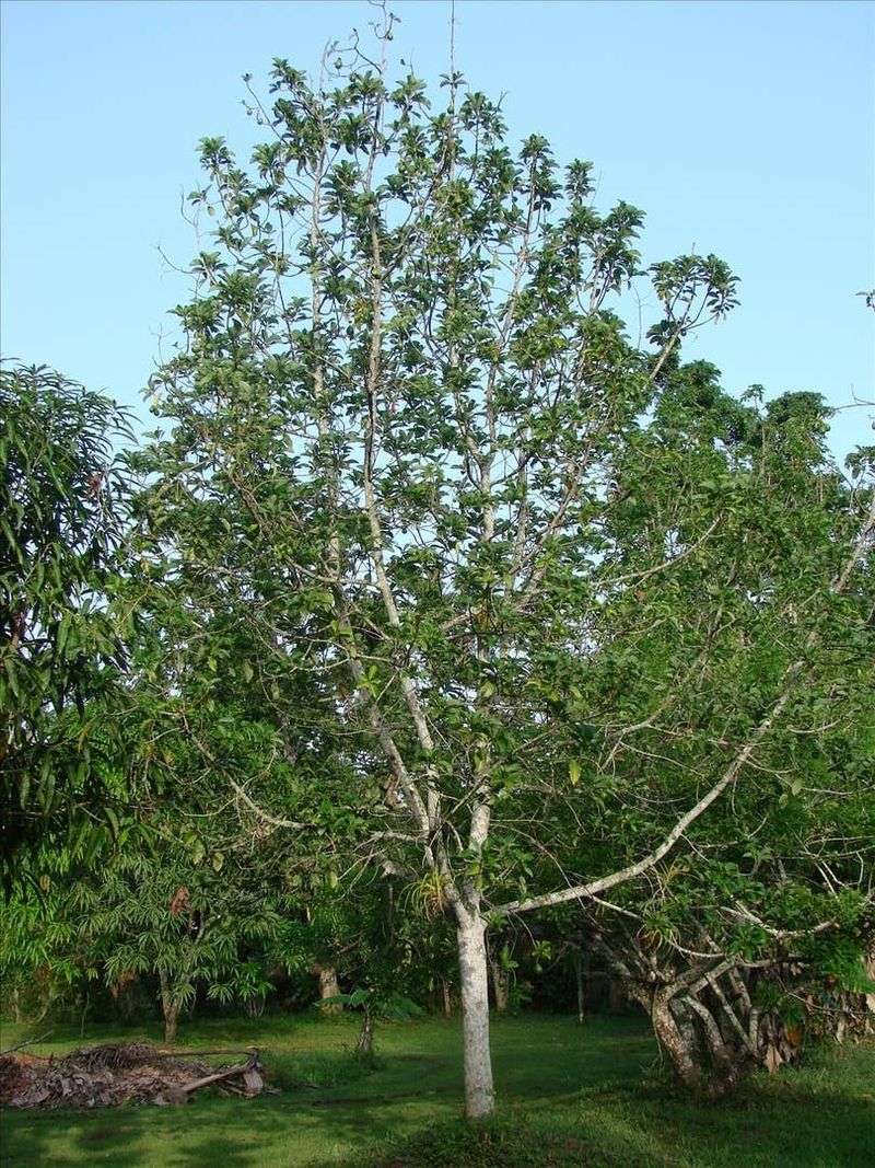 A Thinning Canopy Shows Weak Roots A Thinning Canopy Shows Weak Roots