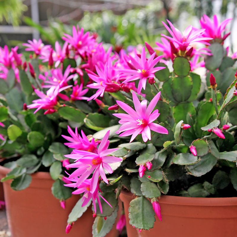 A Third Cousin Called Easter Cactus Blooms In Spring A Third Cousin Called Easter Cactus Blooms In Spring