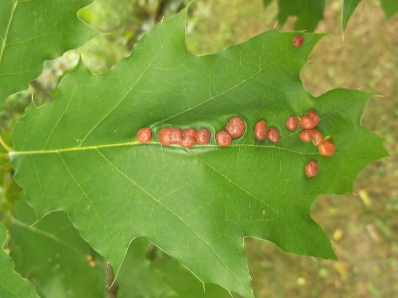 A Tiny Fly Larva Is Behind Many Of These Pale Spots A Tiny Fly Larva Is Behind Many Of These Pale Spots