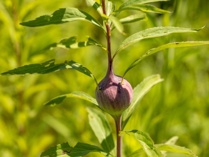 A Tiny Fly Larva Snug Inside Many Bulging Stems