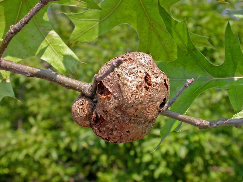 A Tiny Insect Triggers The Tree To Grow A Shelter For Its Young A Tiny Insect Triggers The Tree To Grow A Shelter For Its Young