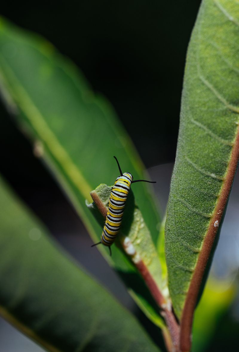 A Tiny Parasite Called OE Builds Up On Leafy Milkweed A Tiny Parasite Called OE Builds Up On Leafy Milkweed