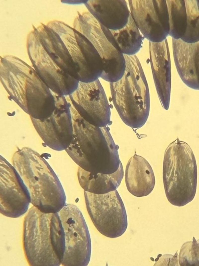 A Tiny Parasite On Bright Leaves