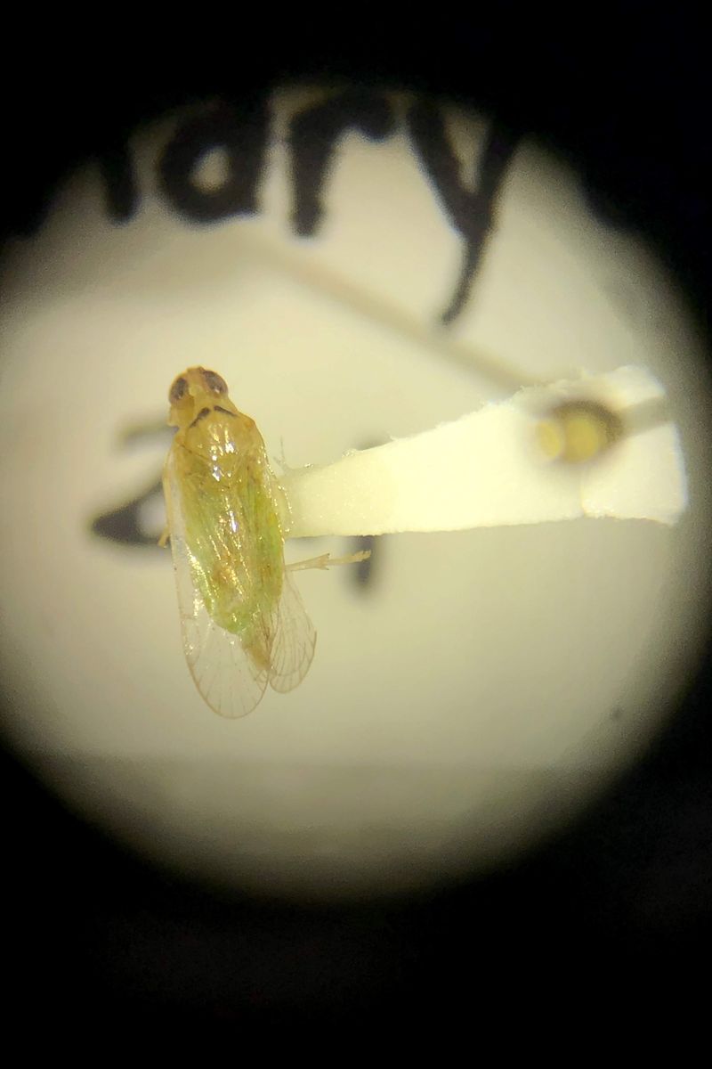 A Tiny Planthopper Spreads The Infection