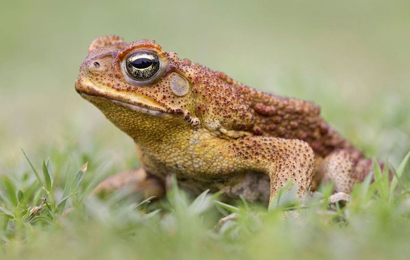 A Toad Over 4 Inches Is Likely A Cane Toad