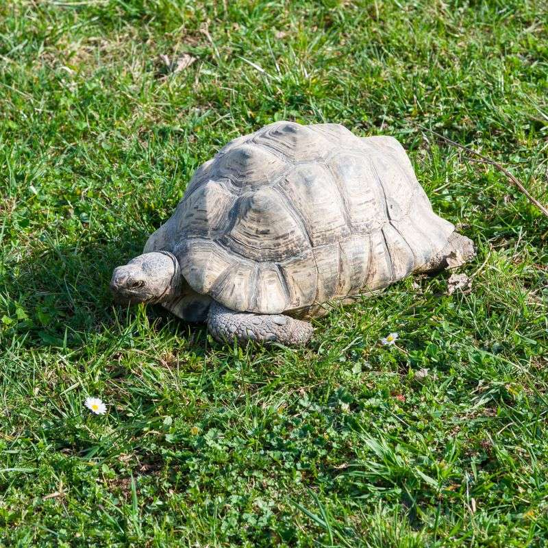 A Tortoise-Friendly Yard For Years To Come A Tortoise-Friendly Yard For Years To Come