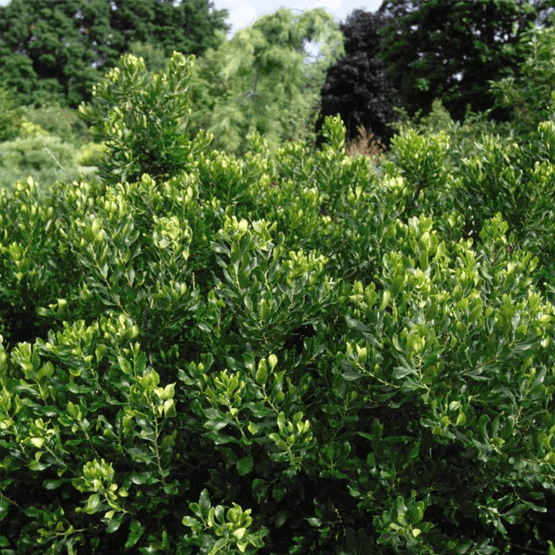 A Tough Native Windbreak Shrub
