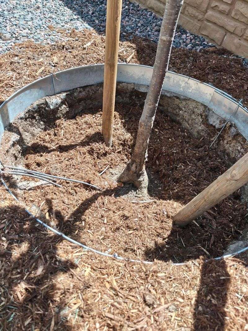 A Tree Can Look Perfectly Fine For Months Before Trouble Shows