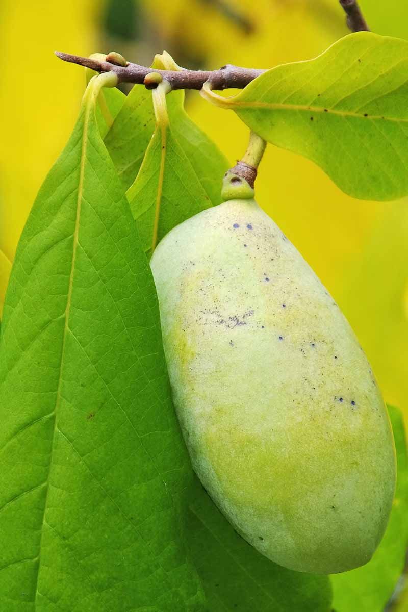 A Tropical Family Tree Hides Behind Those Green Pawpaw Fruits A Tropical Family Tree Hides Behind Those Green Pawpaw Fruits