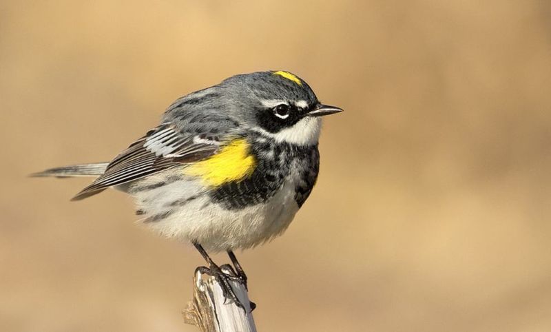 A Warbler With A Built-In Wax Digestion System A Warbler With A Built-In Wax Digestion System