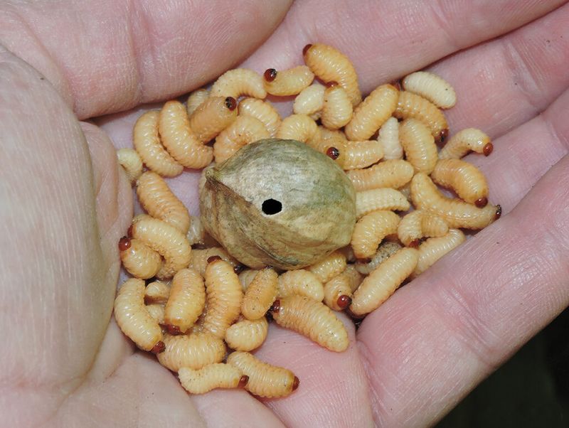A Weevil Plan For Next Year's Crop