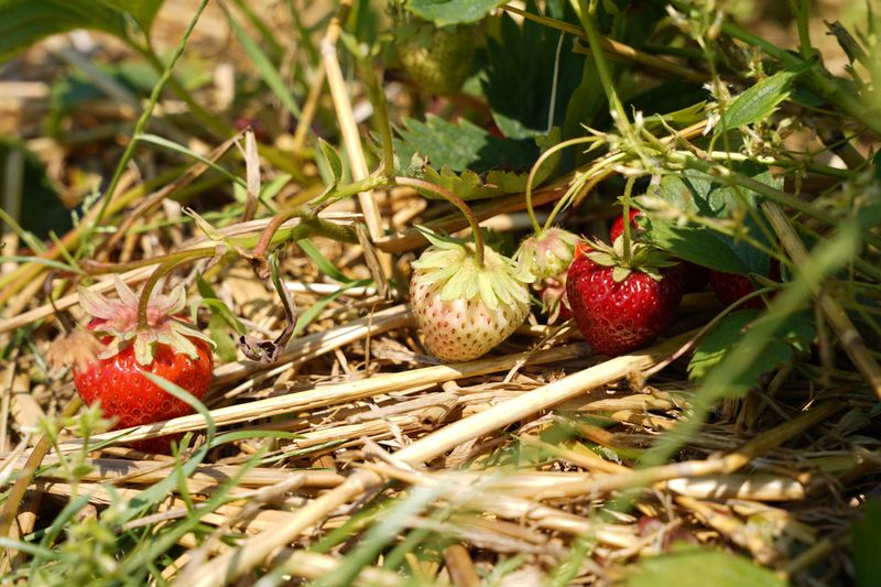 A Well-Protected Bed Means A Better Harvest A Well-Protected Bed Means A Better Harvest