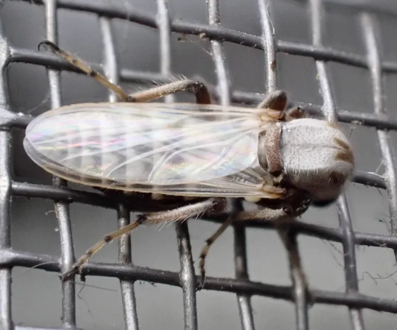 A Wet Tree Hole Can Breed Its Own Midges