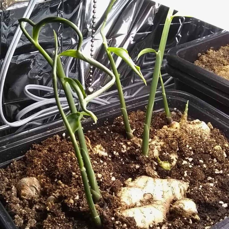 A Wide, Shallow Pot Works Best A Wide, Shallow Pot Works Best