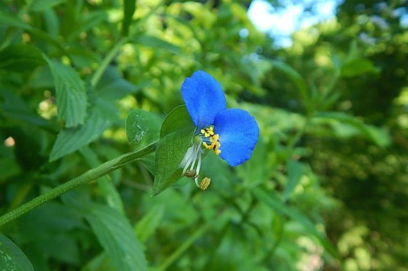 A Wildflower Built For One Morning Only