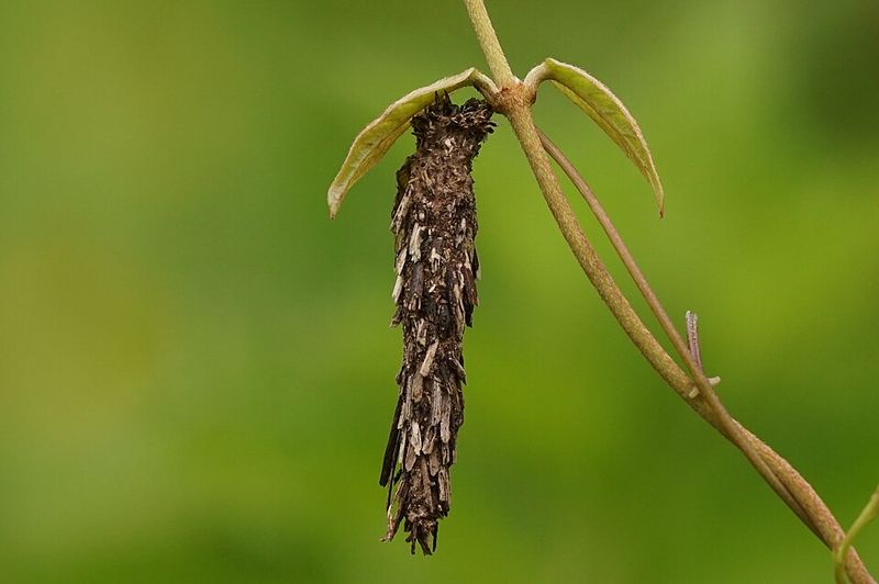 A Wingless Mother Moth Sealed Inside Her Bag