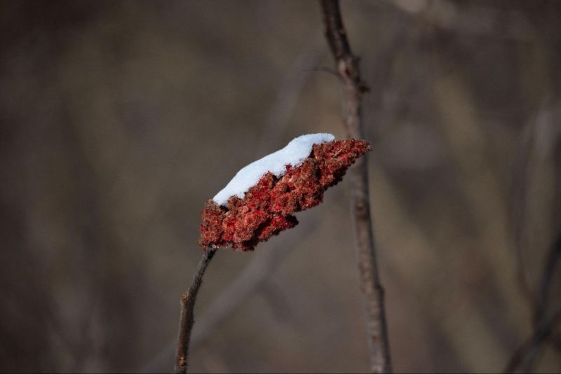 A Winter Food Source For Wildlife A Winter Food Source For Wildlife