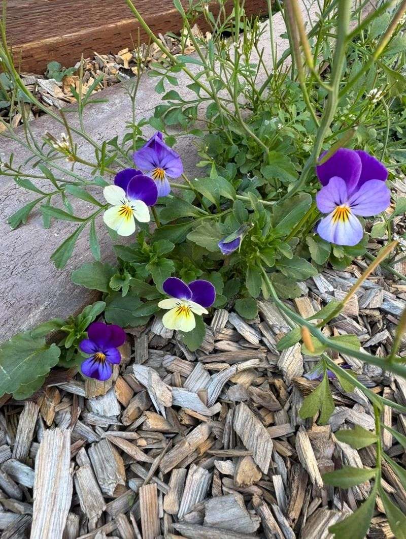 A Winter Mulch Blanket