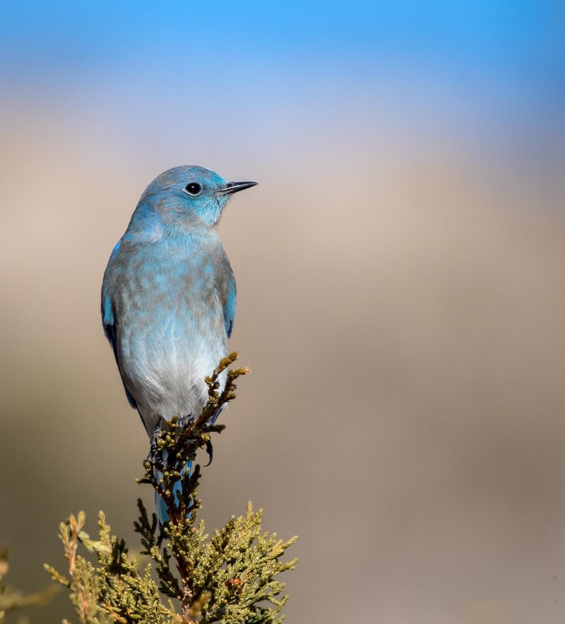 A Winter Visitor To West Texas A Winter Visitor To West Texas