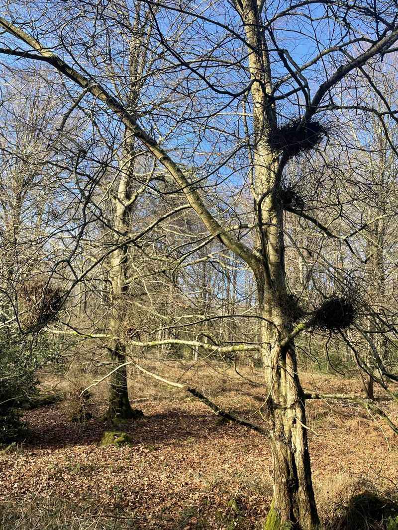 A Witches' Broom Of Crowded, Twiggy Growth A Witches' Broom Of Crowded, Twiggy Growth