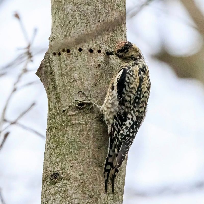 A Woodpecker Is Drilling Your Tree For Sap Instead Of Bugs A Woodpecker Is Drilling Your Tree For Sap Instead Of Bugs