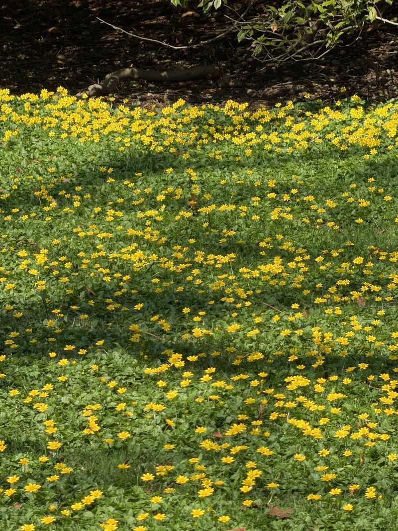 A Yard Full Of Butter Butts Until Spring A Yard Full Of Butter Butts Until Spring