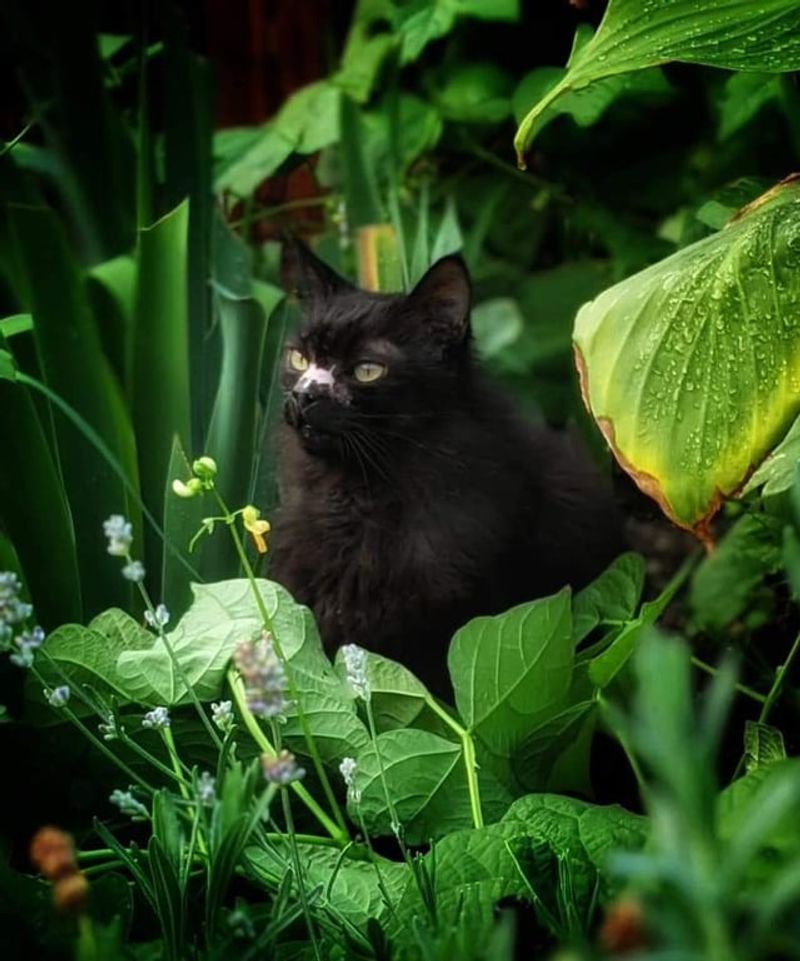 A Yard Without Prowling Cats