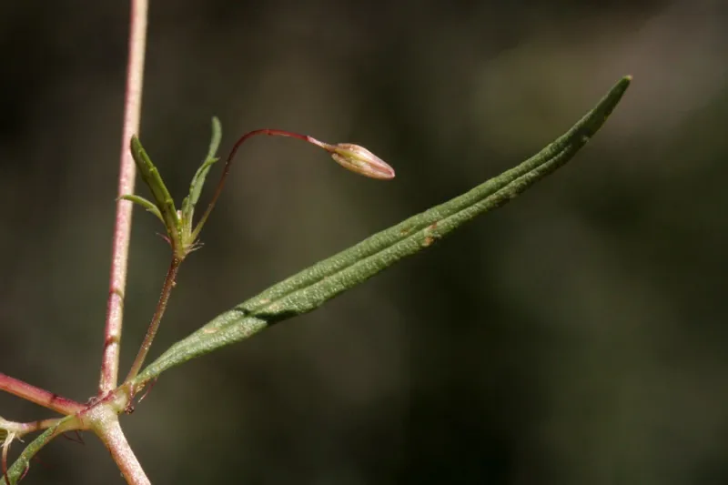 A Yavapai County record does not describe every Arizona yard