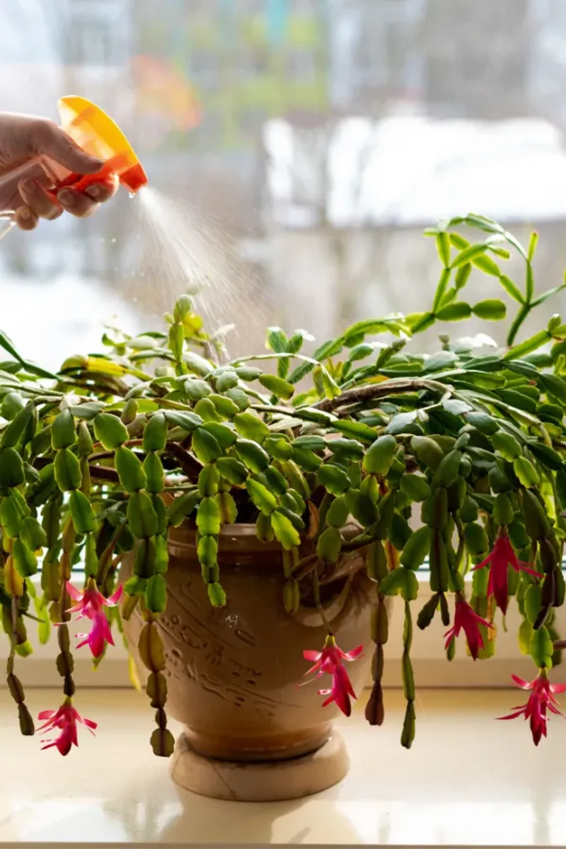 A Yearly Routine For On-Time Blooms
