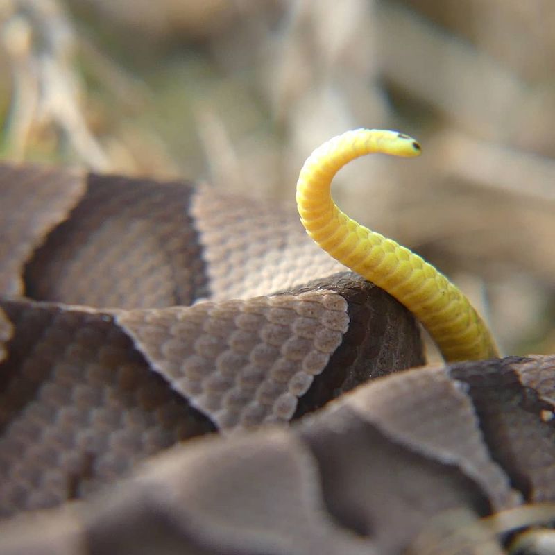 A Yellowish Tail Tip Can Mark A Baby Copperhead A Yellowish Tail Tip Can Mark A Baby Copperhead