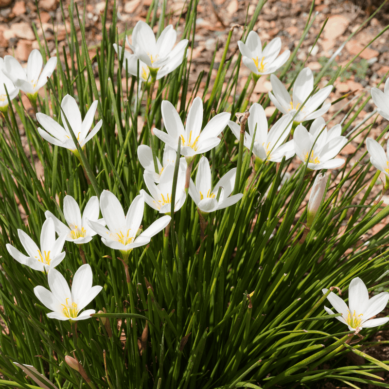 A bare-looking flower stalk does not mean a leafless plant A bare-looking flower stalk does not mean a leafless plant