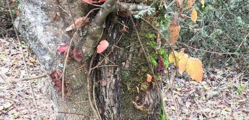A bare stem cannot pass the three-leaf test A bare stem cannot pass the three-leaf test