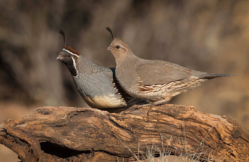 A birdbath is not needed to explain a visit A birdbath is not needed to explain a visit