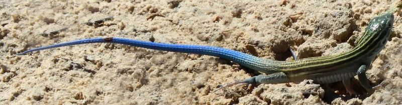 A blue tail is a clue, not a species name