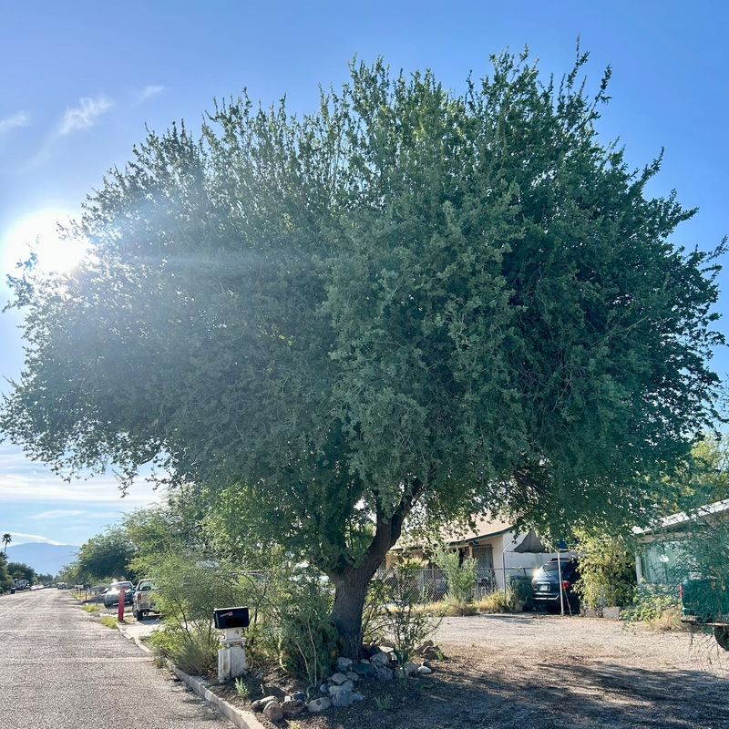 A broad canopy takes patience and room