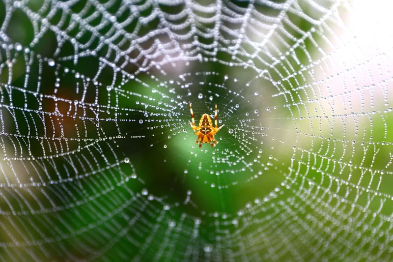 A circular web suggests an orb-weaver A circular web suggests an orb-weaver