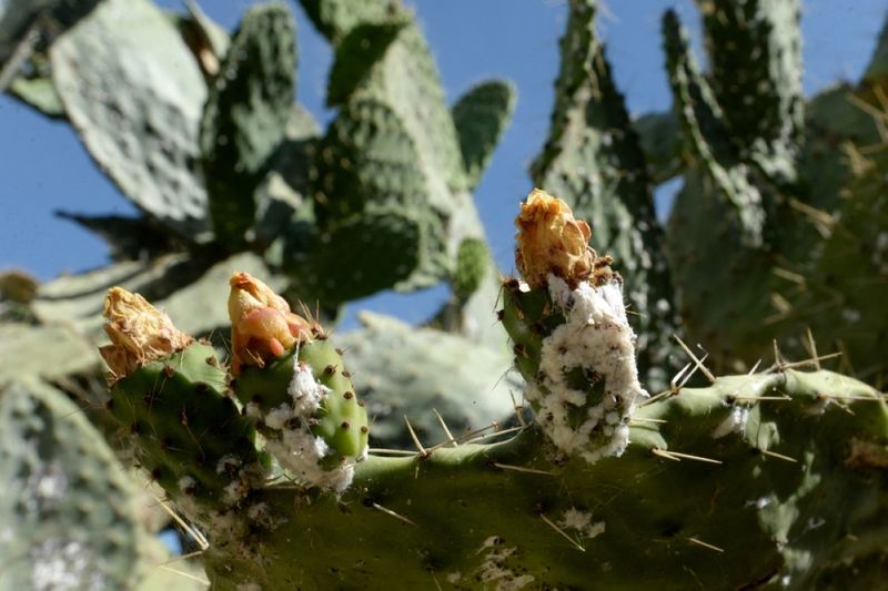 A colony does not automatically threaten the cactus