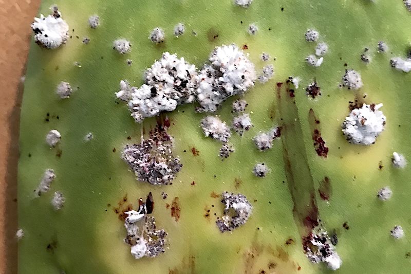 A cottony patch may conceal a scale insect