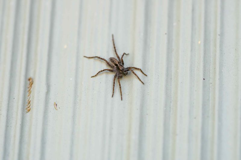 A distant photo may help, but it may not confirm the spider’s identity