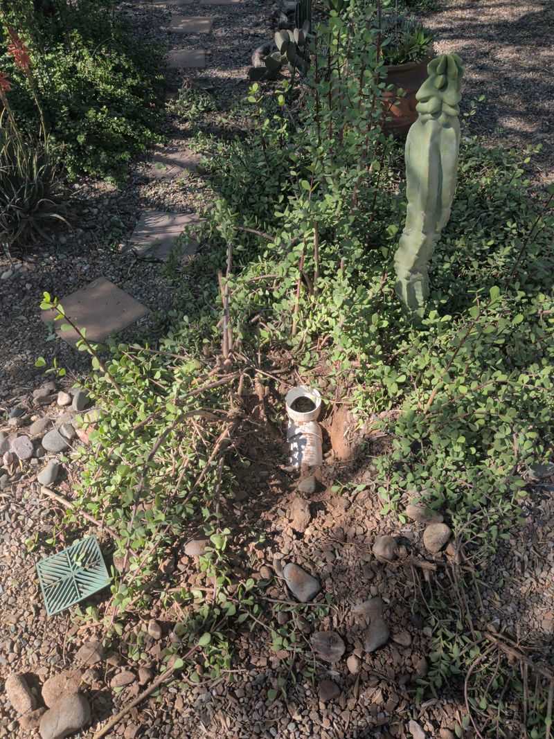 A disturbed bed does not mean every plant was food