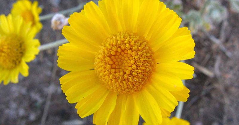 A drought-tolerant native still needs good drainage