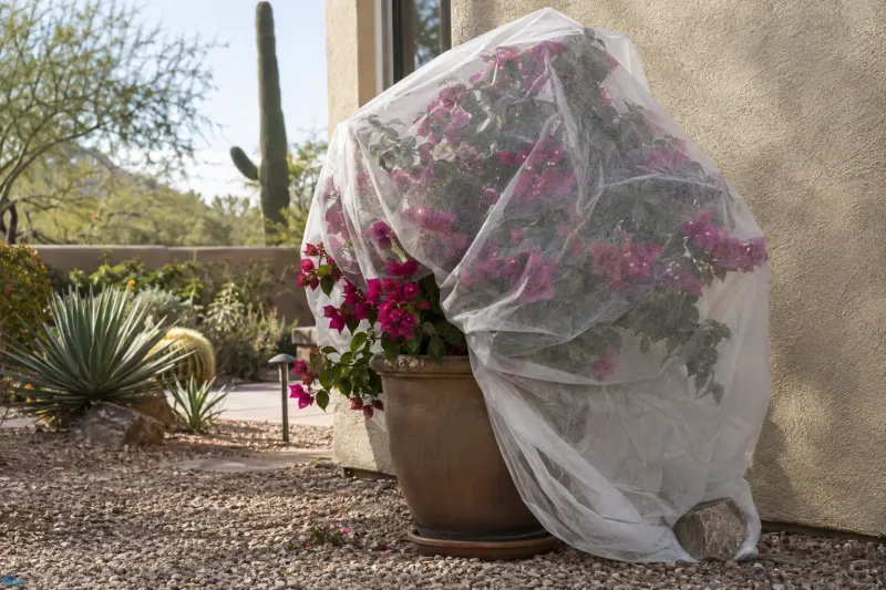 A freeze forecast calls for protection, not a drastic cut