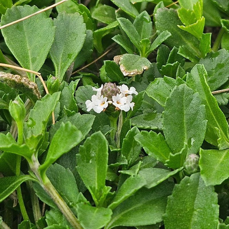 A frogfruit label does not prove local provenance