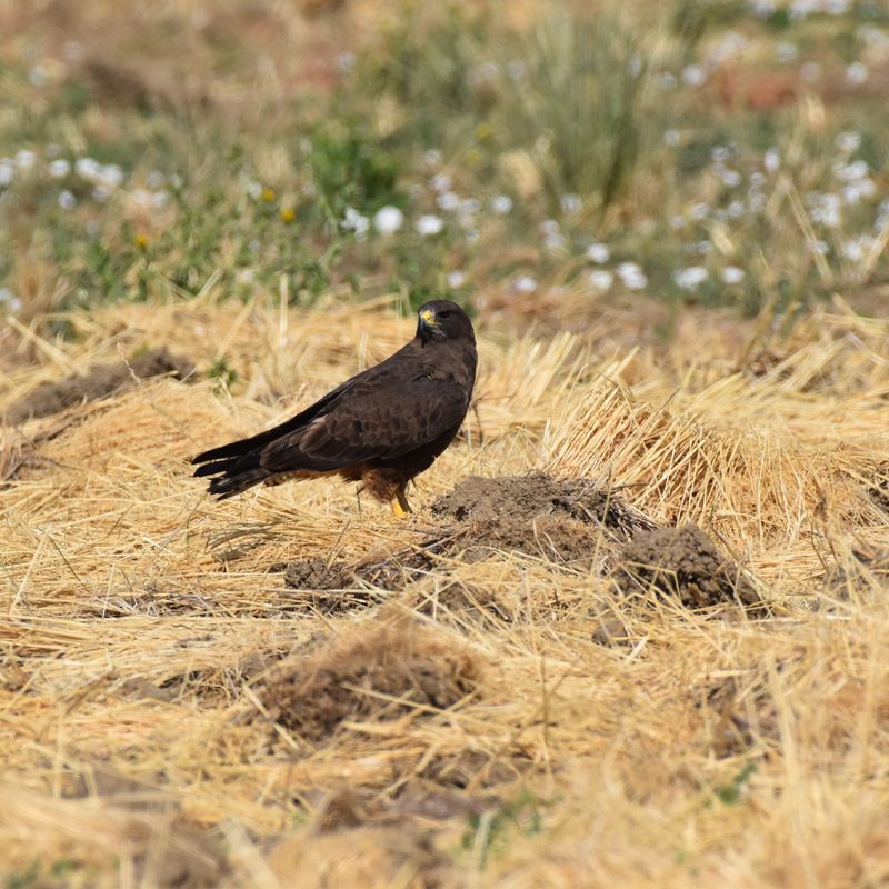 A hawk overhead does not make a yard its regular stop A hawk overhead does not make a yard its regular stop