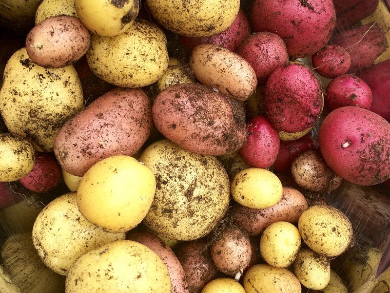 A hidden harvest is possible, not guaranteed A hidden harvest is possible, not guaranteed