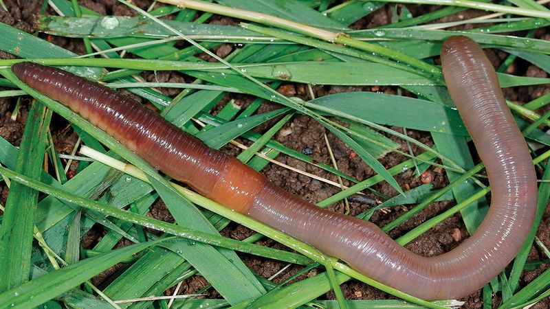 A large worm is not a species identification