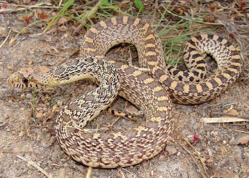 A late-season sighting is plausible, but a statewide increase is unproven A late-season sighting is plausible, but a statewide increase is unproven
