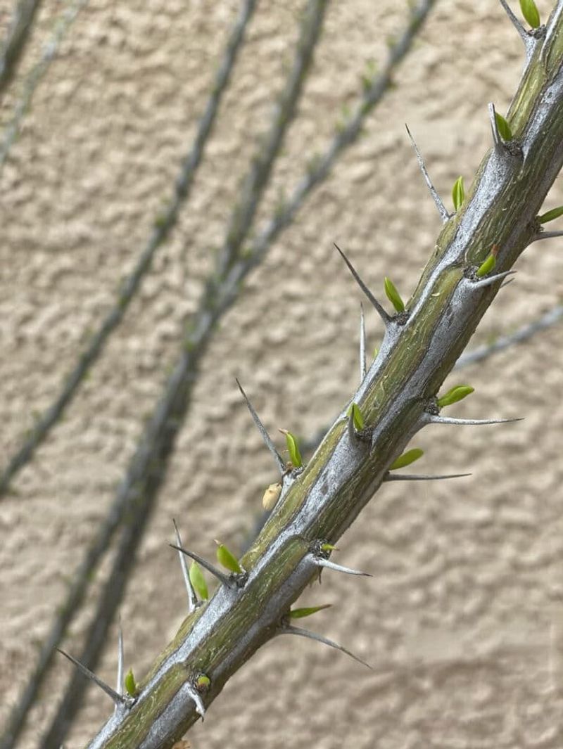 A leafless ocotillo may still be alive A leafless ocotillo may still be alive