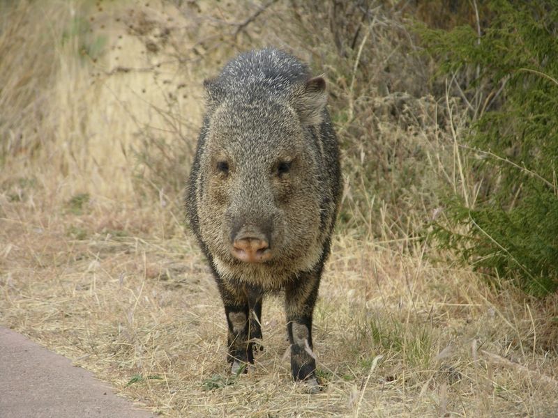 A lone or daytime sighting does not tell the whole story