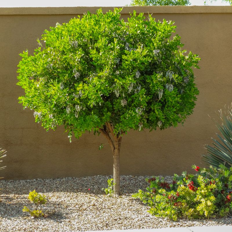 A low-water shrub or small tree with a slow pace A low-water shrub or small tree with a slow pace